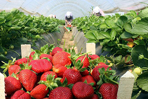 Çilek Üreticisinde Rus Pazarı Sevinci