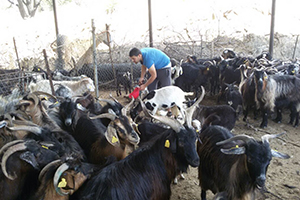 İmece Usulüyle Keçi Kırpımı Yaptılar