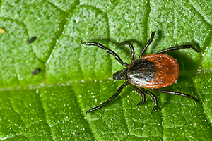 Uzmanlardan Kene Uyarısı