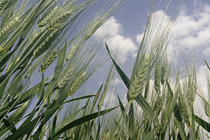 Bahar Yağmurları Tarım Arazilerine Can Suyu Oldu