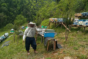 Arıcılar Mevsimden Umutlu