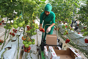 Ağrılılar Zam Şampiyonu Domatesi Ucuza Yiyor