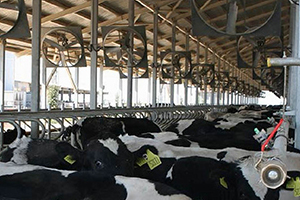 1 Yılda 290 Bin Ton Süt Üretildi