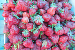 Çiftçinin Tatlı Gelir Kapısı Çilek