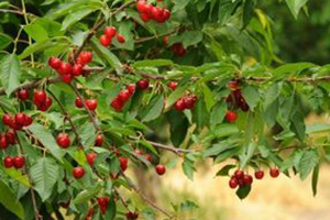 Gaziantep Kiraz Üretiminde İddialı