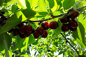 İhracatlık Kiraz Hasadı Başladı