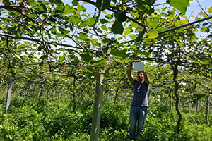 Tarımın Düşmanı Zararlı Kelebekle Biyoteknik Mücadele Başlatıldı