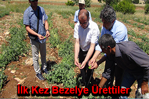 İlk Kez Bezelye Ürettiler