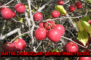 1 Milyon Yabani Meyveli Orman Ağacı Dikildi