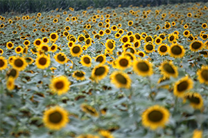 Beyaz Altın Yerini Sarı Altın a Bıraktı