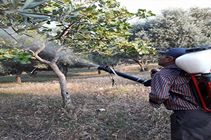Antep Fıstığı Üreticisini Üzdü