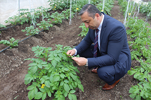 Patateslerde Mildiyö Hastalığı