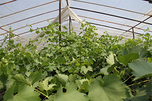 Domatesten Zarar Edince Serada Üzüm Yetiştirdi