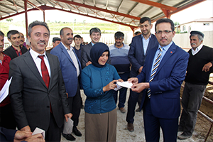 176 Büyükbaş Hayvan Dağıtıldı