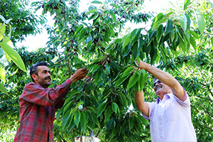 Kiraz Hasadı Başladı