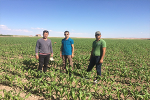 Bin 300 Dekarlık Alanda Silaj Mısırı Kontrolü