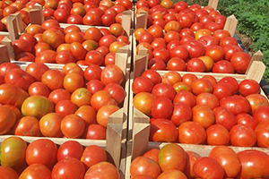 Yerli Domateste Hasat Sevinci