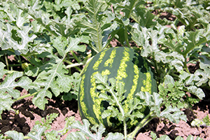 Baldan Tatlı Karpuz İçin Gün Sayıyorlar