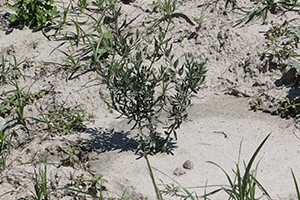 Zeytin Fidanları Boy Verdi Sıra Mahsulde