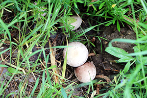 Zehirli Mantara Dikkat