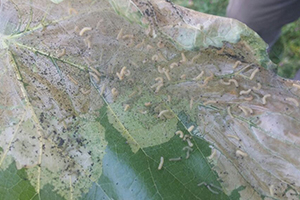 Fındıkta Amerikan Beyaz Kelebeği Mücadelesi