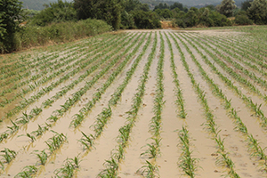 Etkili Olan Yağmur Yüzlerce Dönüm Ekili Araziye Zarar Verdi