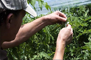 FAO Biyoteknoloji ve Biyogüvenlik Anlayışını Değiştirecek