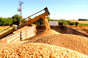 Hasat Başladı Verim Çiftçiyi Sevindirdi