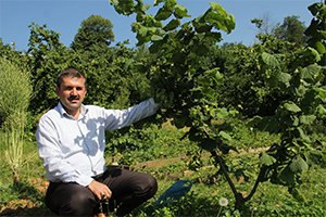 Fındık Yetiştiriciliğinde Yeni Dönem