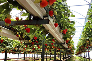 İşyurtları Kurumu Tarafından Geliştirilen Proje Topraksız Tarım