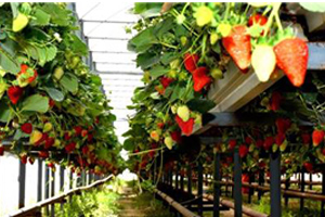 Topraksız Tarım Projesi Hayata Geçti