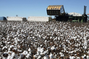 Egeli Üretici Pamuğa Geri Dönüyor
