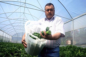 150 Yıllık Biber Türünü Serada Yetiştirdi