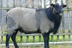 Rus Romanovlara Büyük İlgi