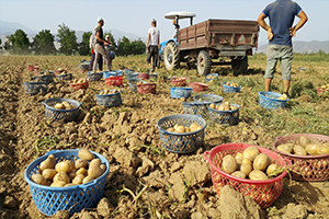 Patates Üreticisi Ne Yapacağını Şaşırdı
