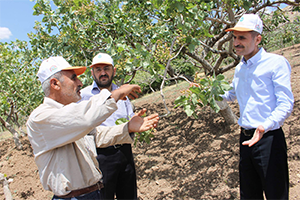 Fıstık Üreticisi Memnun