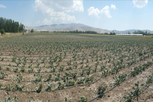 20 Dakikalık Dolu Tarım Alanlarına Zarar Verdi