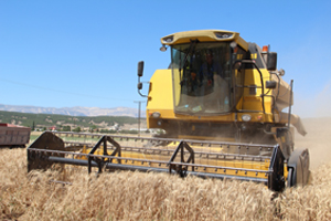 Buğday Hasadı Başladı