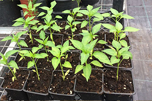 Vatandaş Hibrit Tohum dan Kurtuluyor