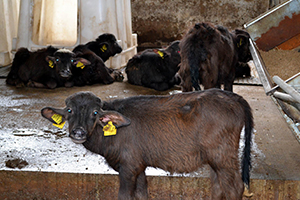 55 Milyon Hayvanın Olduğu Türkiye de Etin Kilosu 50 Lira