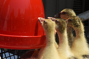 Hayvansal Üretimde Çeşitlilik Artışı