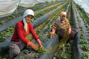 Tarım Politikaları Şirketler Lehine Belirleniyor