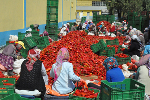 Kriz Salça İhracatını Engellemedi