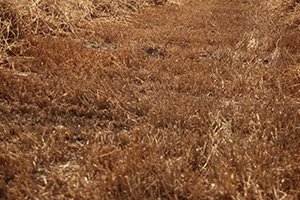 Çiftçilere Anız Yakmayın Uyarısı