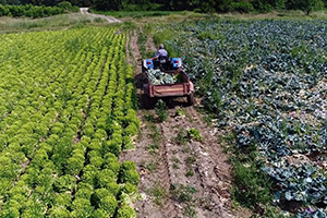 Enginar Altın Çağını Yaşıyor