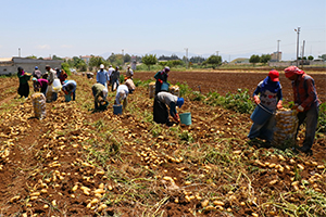 Tarım İşçilerinin Sıcakta Ekmek Mücadelesi