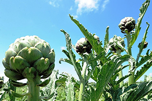 Cansuyu Projesi İle Çiftçinin Yüzü Gülüyor