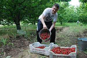 Kiraz Üreticiyi Sevindirdi