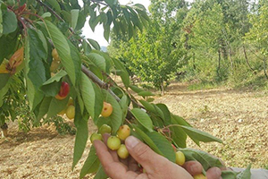 Aşırı Yağışlar Meyve Üreticilerini Endişelendiriyor