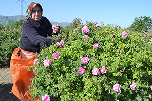 Gülde Uzayan Sezon, Rekolteyi Arttırdı